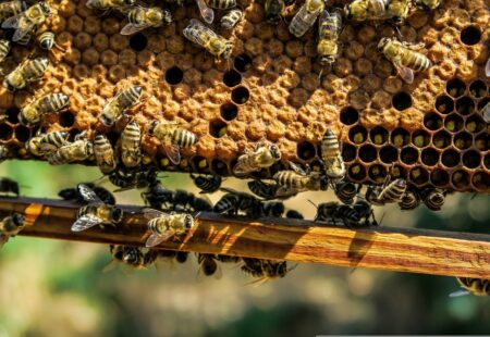 5 bài học từ loài ong & Kinh Thánh