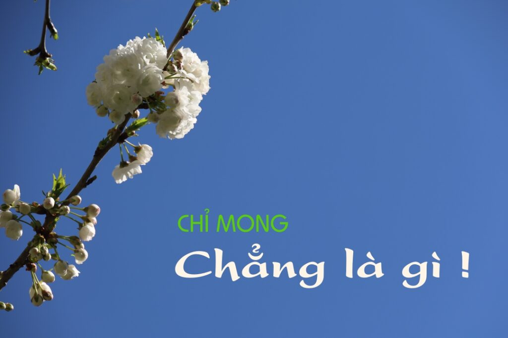 Chỉ mong chẳng là gì !